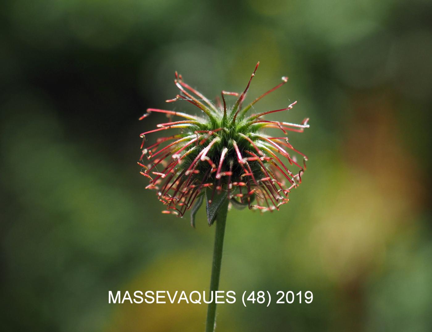 Avens, Wood fruit